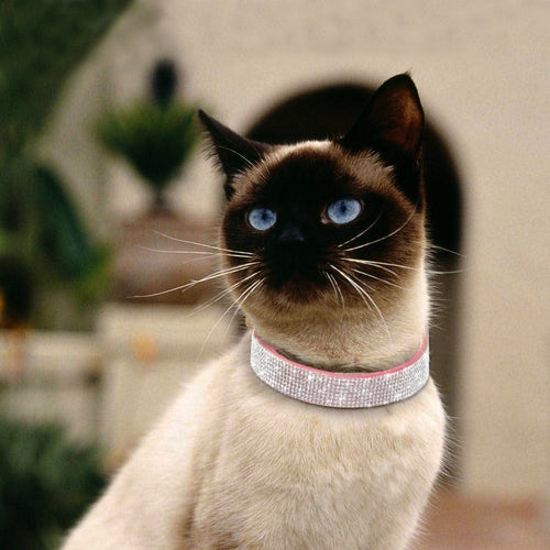 Crystal Puppy Dog Collar