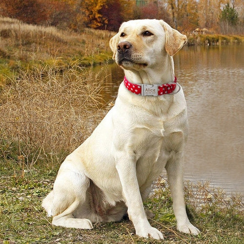 Personalised Dog Collar