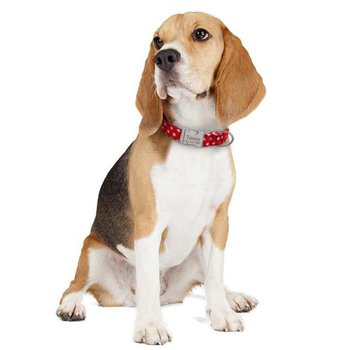 Personalised Dog Collar