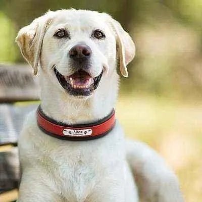 Big Dog's Personalised Leather Collar